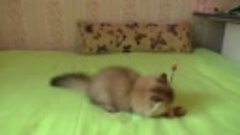 Шотландская кошка золотая шиншилла