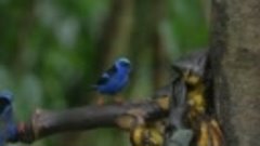 Радужный мир природы Коста-Рики - The Wildlife Of Costa Rica...