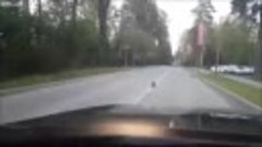 Ежик и ворона переходят дорогу