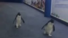 Пингвины пришли на разборки.