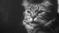 Maya Deren - Egy macska magánélete - 1947.