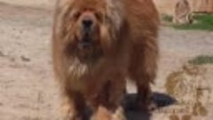 Aymako kennel Tibetan mastiff