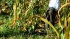 VID_20210910_090111.mp4 сезон уборка урожая кукурузы в Молда...