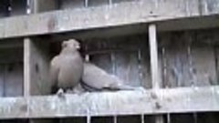 porumbei jucatori pigeon