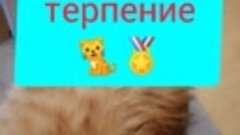 Бедный котик🐱😂.mp4