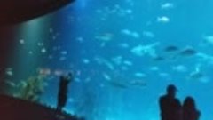 Gran Canaria, akvarium-tunel, restaran
