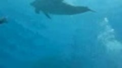 дельфины - наши друзья