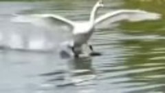 Посадка Белого Лебедя на водоём