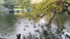 Утки в городском парке.