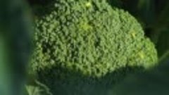 Как растет брокколи Bonduelle