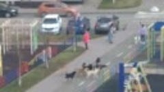 Стая бродячих собак в Краснодаре бросается на прохожих