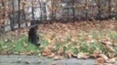 Осень кот играет с листьями хвостом. 😊😍😂😁👍