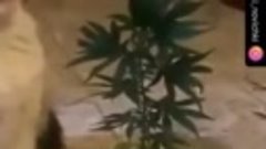 VID-20171229-WA0007.mp4