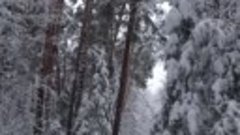 После снегопада лес стал сказочный!