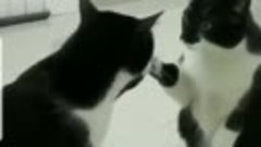 Кот и зеркало