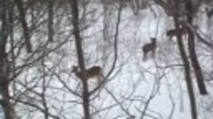 Bowhunting- 2011 NJ Winter Bow- 14 Deer Come In- Harvested D...