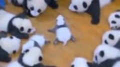 Уникальный ,,детский сад&quot; для панд в Китае