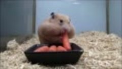 Хомяк и морковка