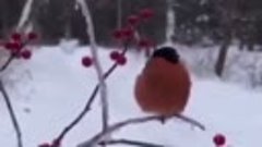Певчая птица