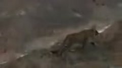 Неожиданная встреча с леопардом в Копетдагских горах