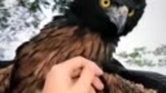 Черно-каштановый Орел