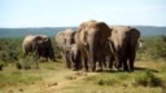 Animals of Africa 4K - Scenic Relaxation Film With Calming M...