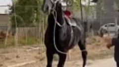 Лошадь под названием эскадра была продана за 150 000 долларо...