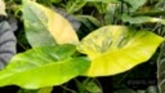 Alocasia gageana variegata