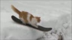 Кот-сноубордист. или как кот любит и умеет кататься на сноуб...