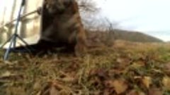 Выпуск артемовского тигра на волю (автор видео zovtv, 2016)