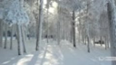 Дивногорский лес в морозы