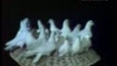 Алла Пугачева - Расскажите птицы
