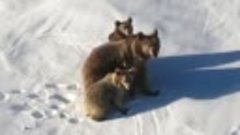 В горах Сочи семейство медведей не впало в спячку