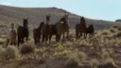 Brutal Stallion Mating Fight _ Planet Earth II _ BBC Earth-7...