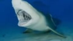 🦈 Ремора чистит зубы акулы