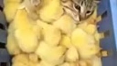 Кошка Лежит в Цыплятах