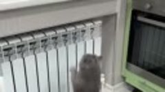 Неудачный прыжок кота развеселил пользователей сети