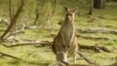 Кенгурёнок залезает в сумку кенгуру ( австралийский кенгуру,...