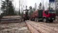 Путин поступил хитро. Запрет на вывоз леса заработал, в ЕС в...