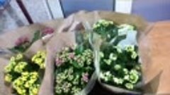  Свежие цветы в ассортименте:
Розы
Хризантема
Тюльпаны
Калан...