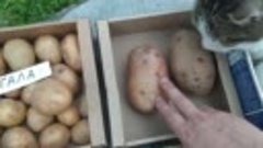 Купил семенной картофель в интернет-магазине Королева Анна, ...