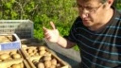 Про семенной картофель (2 часть) от семян до репродукции