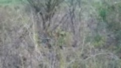 Leopard Teaches Cubs How to Cross the Road