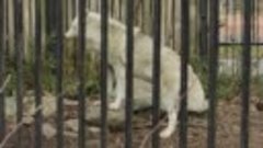 Калининградский зоопарк. Полярный волк