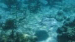 Подводный мир Акумаля Южный скат