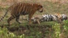 Бенгальский тигр – воплощение силы и бесстрашия! Истинный ко...