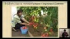 Выращиваем томаты