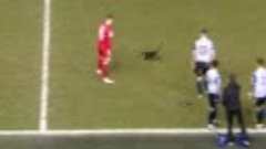 Потерянная кошка прервала футбольный матч в Англии