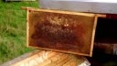 Пчеловодство в Англии. Проверяем сбор верекого мёда. 4.