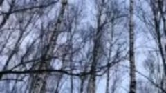 #сычевская лыжня (видео Ники Черняевой) 